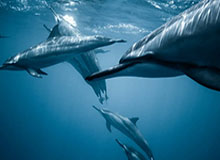 九游娱乐app-中国男网最强阵容出战2026年戴维斯杯